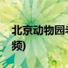 北京动物园老虎吃人(北京动物园老虎伤人视频)