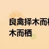 良禽择木而栖是什么意思 成语故事：良禽择木而栖
