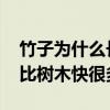 竹子为什么长得快 为什么竹子生长的速度要比树木快很多？