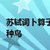 苏轼词卜算子寒枝不肯栖寂寞沙洲冷说的是哪种鸟