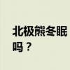 北极熊冬眠 一个神奇的问题：北极熊会冬眠吗？