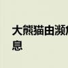 大熊猫由濒危降易危 四川大熊猫公园最新消息