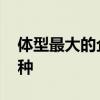 体型最大的企鹅是什么 体型最大的企鹅是哪种