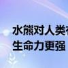 水熊对人类有害吗 水熊虫水仙花哪种生物的生命力更强