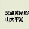 斑点黄尾鱼在哪钓 钓黄尾鯝的圣地，安徽黄山太平湖