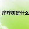 痒痒树是什么植物 挠痒痒树学名什么叫什么