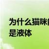 为什么猫咪能像液体一样 为什么都说“猫咪是液体
