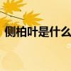 侧柏叶是什么 柏树叶煮水的功效治疗皮肤病
