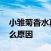 小雏菊香水真假辨别 香水扫码扫不出来是什么原因