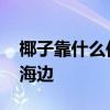 椰子靠什么传播种子的 椰子树怎么都生长在海边