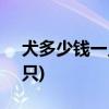 犬多少钱一只(德牧幼犬出售300一只500两只)