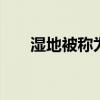 湿地被称为什么 湿地有什么美誉之称