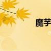 魔芋种子 想种魔芋的朋友