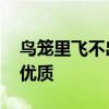 鸟笼里飞不出雄鹰 鸟笼里飞不出雄鹰前一句优质