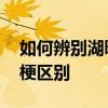 如何辨别湖畔梗和威尔士梗？ 湖畔梗和万能梗区别