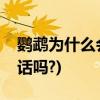 鹦鹉为什么会学人说话(虎皮鹦鹉能听懂人说话吗?)