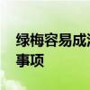绿梅容易成活吗 绿梅盆景的养殖方法和注意事项