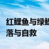 红鲤鱼与绿鲤鱼 ​红鲤鱼与绿鲤鱼与驴”的衰落与自救 