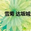 雪菊 达坂城金灿灿的雪菊花海等你来采摘
