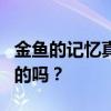 金鱼的记忆真的只有七秒吗 金鱼7秒记忆是真的吗？