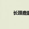 长颈鹿的特点 长颈鹿的特点习性