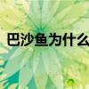 巴沙鱼为什么不能吃 吃巴沙鱼有什么危害吗