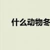什么动物冬眠 冬眠的小动物有哪些动物