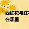 西红花与红花的区别 西红花和藏红花的区别在哪里