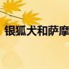 银狐犬和萨摩的区别 区分萨摩耶犬和银狐犬