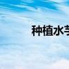 种植水芋的方法 芋头的种植管理