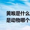黄喉是什么动物身上的 重庆火锅里的黄喉，是动物哪个部位