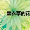 熏衣草的花语是什么 薰衣草的真正花语