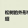 松树的外形特征和作用 松树外形特点简单介绍
