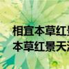 相宜本草红景天适合什么年龄段的人用 相宜本草红景天测评