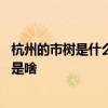 杭州的市树是什么树 浙江省花、省树，杭州市花、市树分别是啥