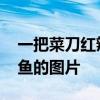 一把菜刀红辣椒鱼头打一菜名 一刀一辣一黑鱼的图片 一把菜刀红辣椒鱼头打一菜名 一刀一辣一黑鱼的图片