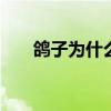 鸽子为什么这么大 鸽子为什么要闷杀