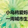 小乌鸦爱妈妈教学反思 被遗忘与被记忆的：一周城市生活