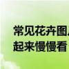 常见花卉图片及名称 100种花名图册，珍藏起来慢慢看
