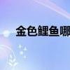 金色鲤鱼哪里钓 河里钓的红鲤鱼能吃吗