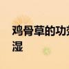 鸡骨草的功效与作用 五指毛桃煲汤配什么祛湿