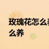 玫瑰花怎么养才不会枯萎 收到的玫瑰花束怎么养