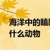海洋中的瞌睡大王 海洋中的“瞌睡大王”是什么动物