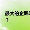 最大的企鹅叫什么 世界上体型最大的企鹅是？