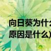 向日葵为什么会随着太阳转动(向日葵的变化原因是什么)