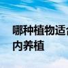 哪种植物适合室内养 问一问什么植物适合室内养植 