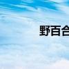 野百合论坛 野百合也有春天！