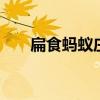 扁食蚂蚁庄园 扁食是指什么蚂蚁庄园