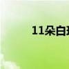 11朵白玫瑰代表什么(1到100朵)