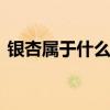 银杏属于什么种类水果 银杏树属于什么种类